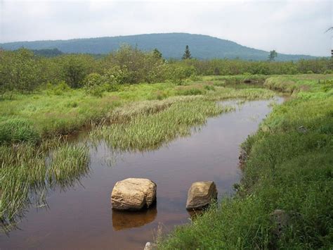 6 Tips For Fishing Docks, Trees, And More Wood Cover