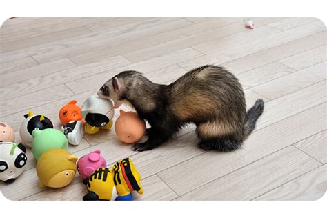 Ferret Toys: The Best Homemade DIY Toys for Your Pet!