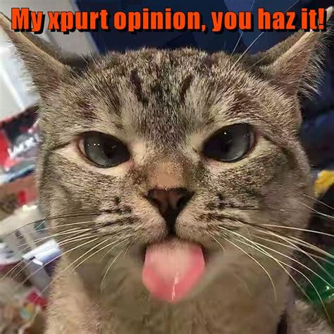 My xpurt opinion, you haz it! - Lolcats - lol | cat memes | funny cats ...