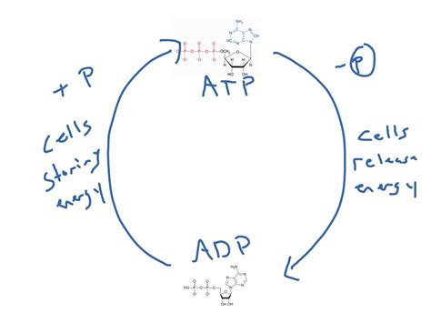 Atp Adp Cycle Diagram