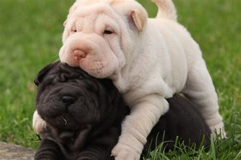 Chinese Shar-Pei Puppies - Petsyclopedia News