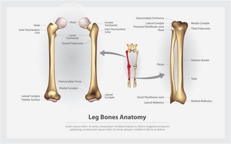 Human Anatomy Leg Bones with Detail Vector Illustration 641537 Vector ...