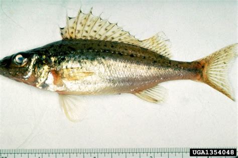 Ruffe - Alberta Invasive Species Council