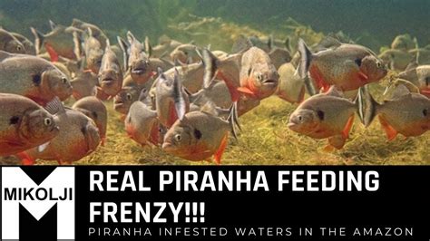 Piranha Fish Attack Cow