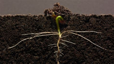 ️ non - flowering plant germination - YouTube