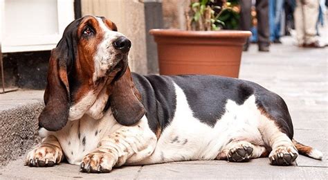 5 Fat Dog Breeds - PetHelpful