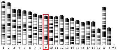 Laminin, beta 2 - Wikipedia