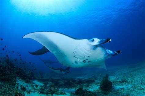 10 Fascinating Manta Ray Facts