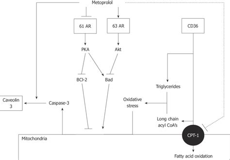 Mechanisms of action of metoprolol. Metoprolol inhibits fatty acid ...