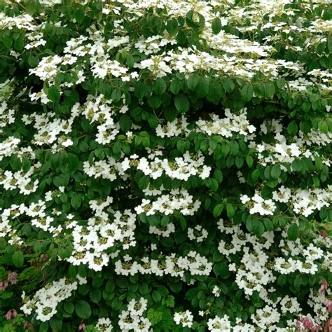 Viburnum Mariesii | Garden Shrubs for Sale | Free UK Delivery Over £50