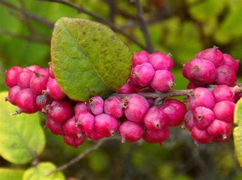 Symphoricarpos orbiculatus - Изображение особи - Плантариум