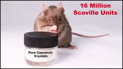 Does The World's Spiciest Pure Capsaicin Crystals Deter Mice? Mousetrap ...