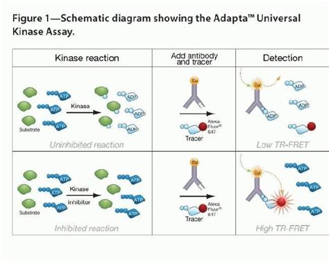 Adapta™ Universal Kinase Assay Kit