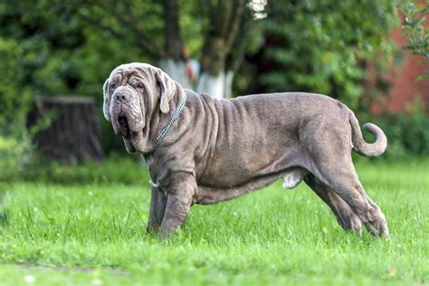 Types of Mastiff - DogAppy