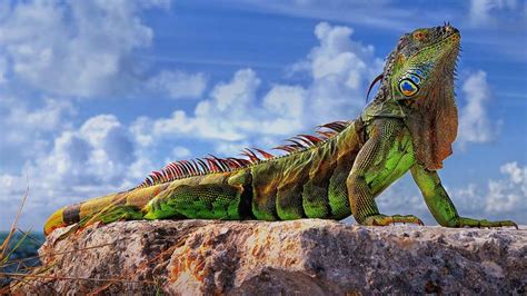 Common iguana in the Florida Keys - Bing Gallery