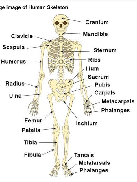 Human skeleton with labeled bones