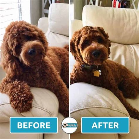 Short Cockapoo Haircut Styles: 17 Before and After Photos! | Cockapoo ...