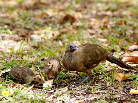 Plain Chachalaca - eBird