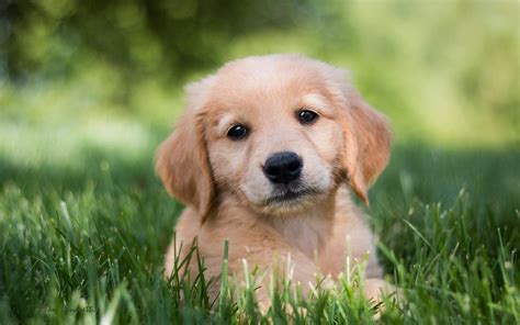 √√ Cute Golden Retriever Hawaii USA - Buy Puppy In Your Area