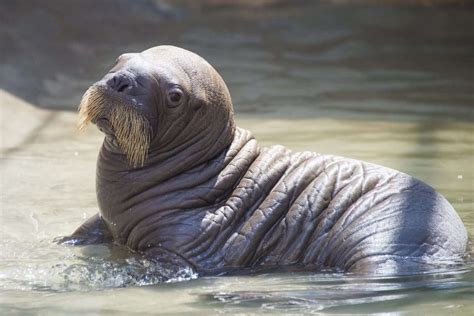 Seaworld Orlando welcomes first walrus calf ever born at the park ...