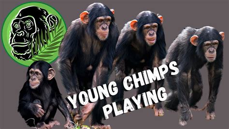 Baby Chimps Playing #animals - YouTube