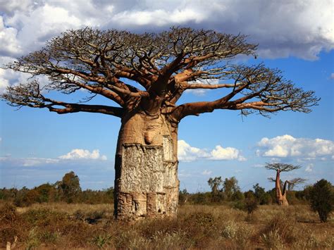 Virtual Tour of Madagascar, World's Oldest Island, Via Google Earth ...