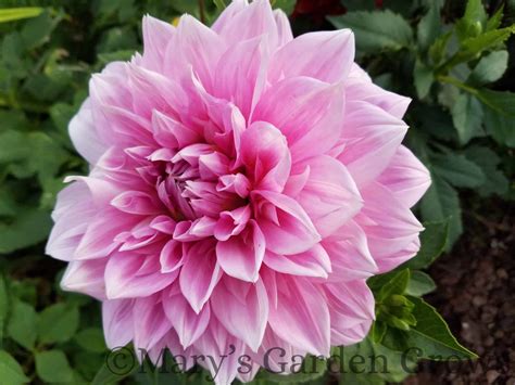 Pink Dahlia - Mary's Garden Grows