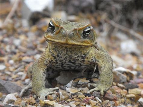 Cane Toad Facts For Kids: Information, Pictures & Videos