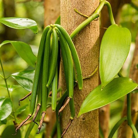 Rare Madagascar Vanilla Bean Orchid Plant pesticide Free - Etsy