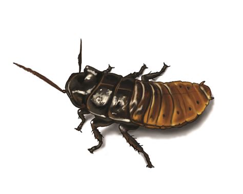 Madagascar Hissing Cockroaches: Facts, Prevention & Roach Control