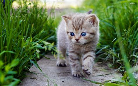 Cute Baby Cats - wallpaper