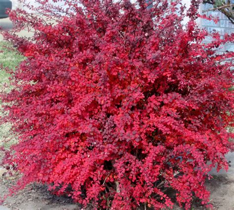 Earth is Crammed with Heaven...: Red Leaf Barberry (Berberis thunbergii)