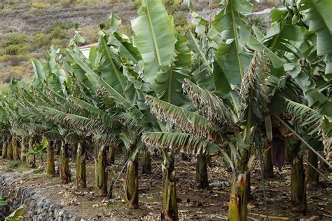 Fruits Farming - SAIVIDISHA SEEDS