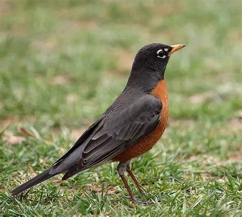 Michigan State Bird | Robin