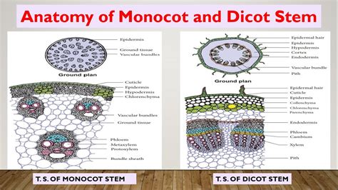 Monocot Stem Anatomy