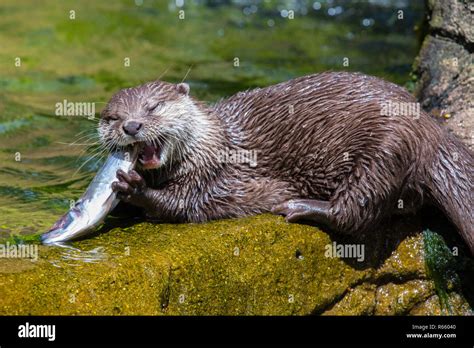 An Otter eating a fish Stock Photo - Alamy