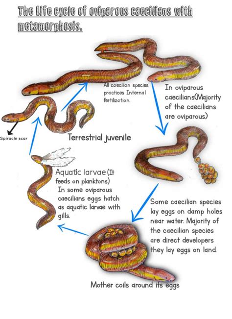 life cycle of caecilians by Udithraj on DeviantArt