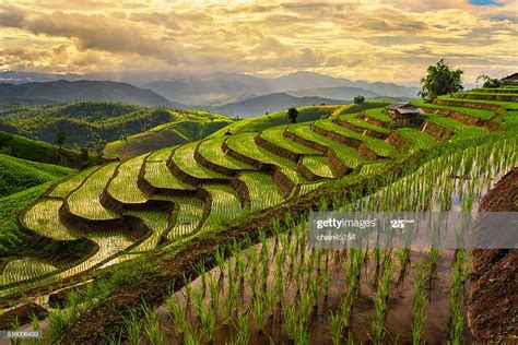 Step Of Rice Paddy Field In Chiangmai Thailand High-Res Stock Photo ...