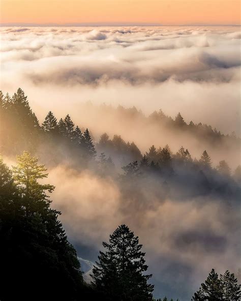 Forestdweller: Santa Cruz Mountains