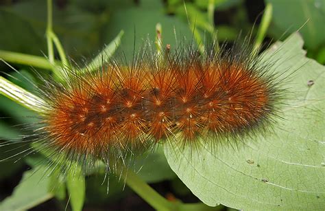 Virginian Tiger Moth Caterpillar (8137) photo - lejun photos at pbase.com