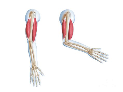 Elbow Muscles Diagram