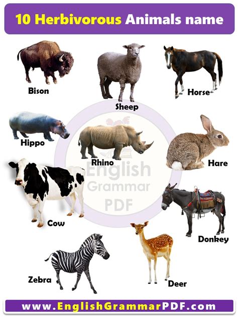 10 Herbivorous Animals Name With explanation PDF - English Grammar Pdf