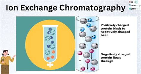 Ion Exchange Chromatography: Principle, Types, Procedure, Applications