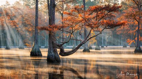 CYPRESS SWAMP MORNING | Landscape photography, Cypress swamp, National ...