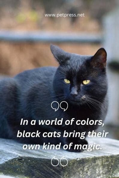 50 Black Cat Quotes to Celebrate the Beauty of These Creatures