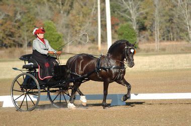 Winning Carriage Driving Turnout | Carriage driving turnout, Carriage ...