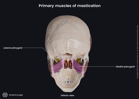 Medial And Lateral Pterygoid Plates