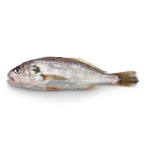 Corvina Fish Nutrition Facts - Home Alqu