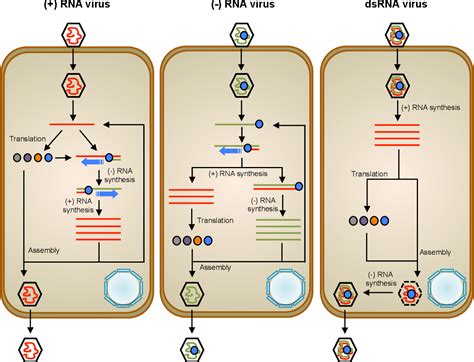 Figure 1 from eLS Plant Virus RNA Replication | Semantic Scholar