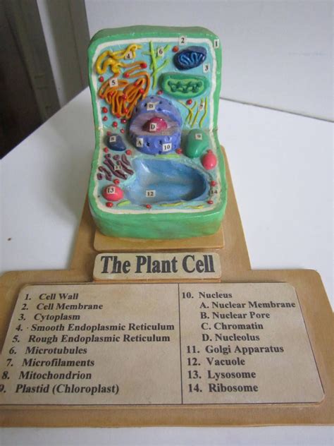 Plant Cell with Key by Ballerinatwin3 | Plant cell model, Plant cell ...